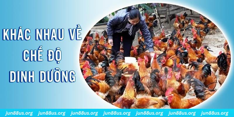 wstar77 xổ số thứ sáu hàng tuần